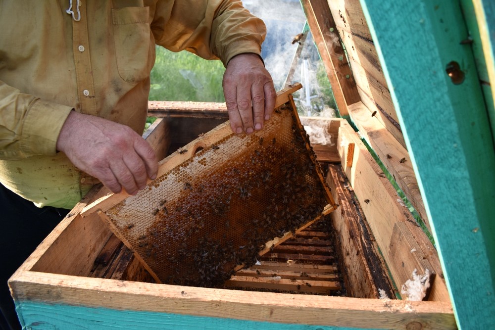 Aprende a recolectar la miel